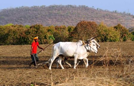 करोडो शेतकऱ्यांसाठी 2 मोठ्या बातम्या, कृषीमंत्र्यांनी बजेटपूर्वी ठेवल्या ‘या’ मागण्या