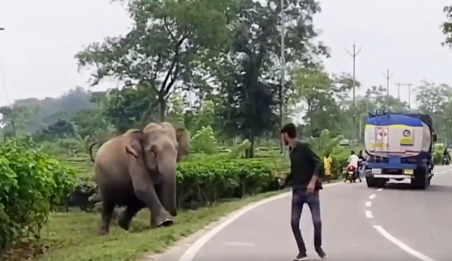 Video : हत्तीसमोर तरुणाची ताकद, पुढे तरुणाचं काय झालं हे पाहा,? तुम्हालाही होईल धक्का!