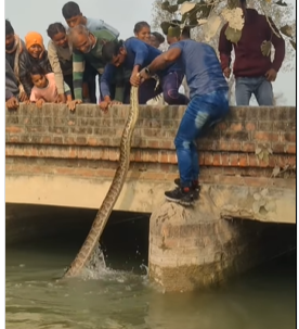 अरे बाप रे! मुलाने अजगराला उचललं की खेळण्यातली बाहुली, धाडसी मुलाचा व्हिडिओ तुफान व्हायरल