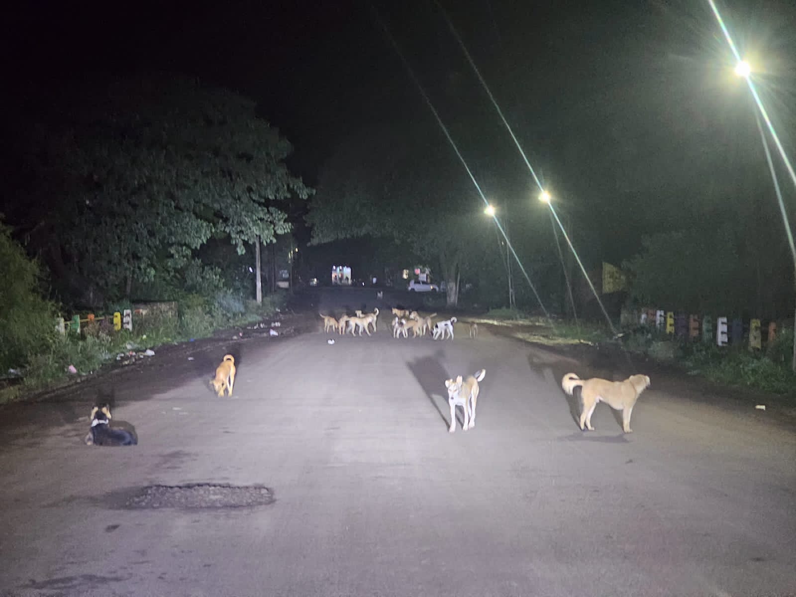 इचलकरंजी शहरातील भटक्या कुत्र्यांचा उपद्रव कायम; मनपा प्रशासनावर नागरिक मंचचा घणाघात