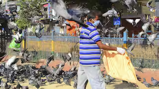 कबुतरांना दाणे टाकू नका सांगताच लोखंडी रॉड घेऊन आला, मीरा-भाईंदरमध्ये महिलेसह वृद्ध वडिलांना मारहाण
