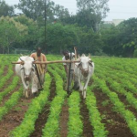 शेतकऱ्यांसाठी आनंदाची बातमी! नमो शेतकरी योजनेचा हप्ता खात्यात जमा