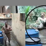 वनरक्षकाच्या अंगावर चढला आणि… कोल्हापूरच्या नागरी वस्तीतला बिबट्याचा थरार VIDEO मध्ये कैद!