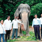 वनतारामध्ये ‘महादेवी’ची वैद्यकीय तपासणी पूर्ण