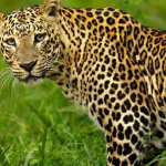 बिबट्यांच संकट मानवनिर्मित