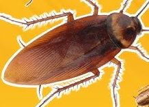 घरातून झुरळांना कायमचे पळवून लावा, वापरा ‘हे’ जबरदस्त सिक्रेट सोल्यूशन!