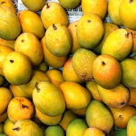 “हापूस वाद सुप्रीम कोर्टात? कोकण कृषी विद्यापीठ ठाम”