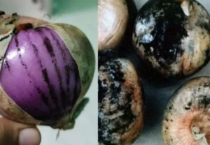 काळे डाग असलेला कांदा खातायं? तर होऊ शकतो ‘हा’ गंभीर आजार