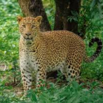 बिबट्याला सर्वात जास्त कोणत्या प्राण्याचं मांस आवडतं? तुम्हाला माहितीये का?