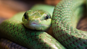 सापांना आकर्षित करतात ही 7 झाडे, घराच्या आजूबाजूला असतील तर आताच उखडून फेका